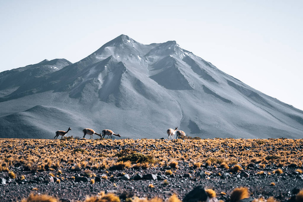 Vicuna animal lama in front of Volcanic mountains in San Pedro de Atacama Chile. High quality photo - Foto, Imagem