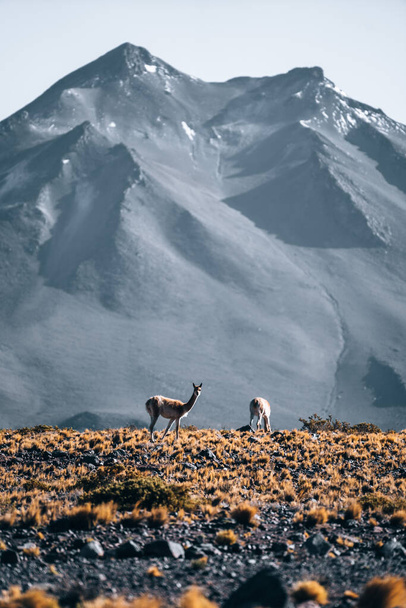 Vicuna animal lama in front of Volcanic mountains in San Pedro de Atacama Chile. High quality photo - Fotoğraf, Görsel
