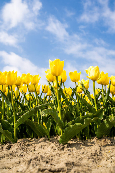 Coloridos campos de tulipanes, capturados en los Países Bajos durante la temporada de primavera tulipanes. Foto de alta calidad - Foto, imagen