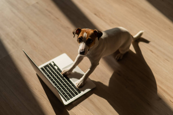 Jack Russell Terrier dog sitting at a laptop on a wooden floor - Fotografie, Obrázek