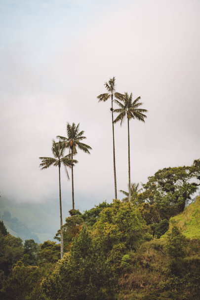 Highest Coconut Palm Trees in Salento, Disney Village in Colombia. High quality photo - Zdjęcie, obraz