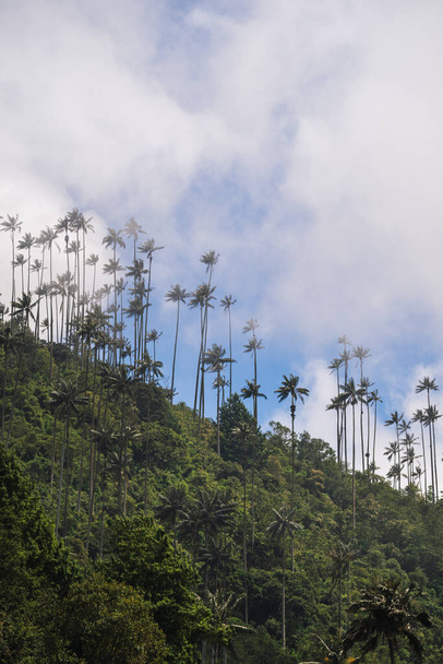 Υψηλότερα φοινικόδεντρα καρύδας στο Salento, Disney Village στην Κολομβία. Υψηλής ποιότητας φωτογραφία - Φωτογραφία, εικόνα