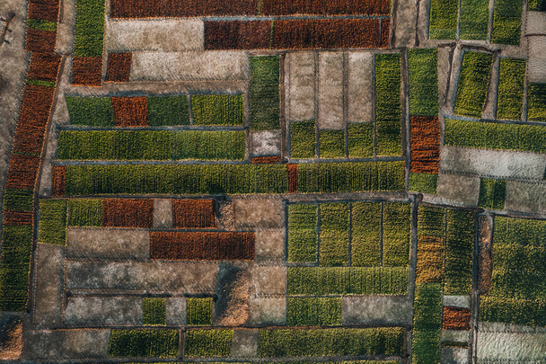 Aerial Drone Photo of Seaweed Farms in Nusa Lembongan Ceningan Bali Indonesia. Wysokiej jakości zdjęcie - Zdjęcie, obraz