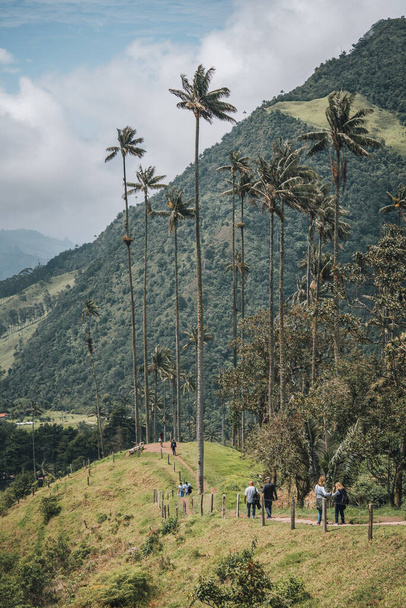 Die höchsten Kokospalmen im Salento, Disney Village in Kolumbien. Hochwertiges Foto - Foto, Bild