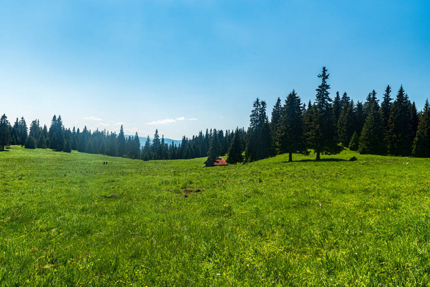 Стредна поляна луг ревет Вельки Чок холм в Chocske vrchy гор в Словакии в течение прекрасного весеннего дня - Фото, изображение