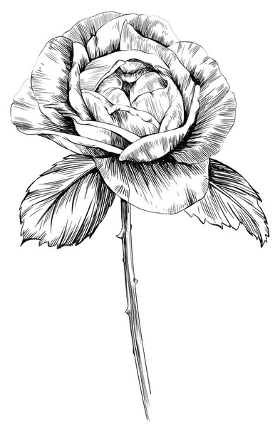 Fleur rose isolée sur blanc. illustration vintage dessinée à la main. - Vecteur, image