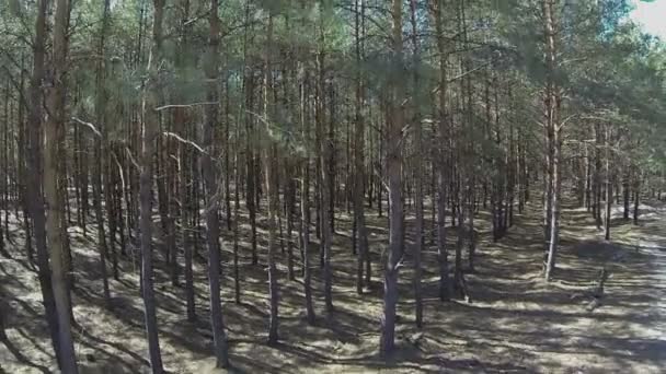 oben über Bäume im Wald. Luftbild - Filmmaterial, Video