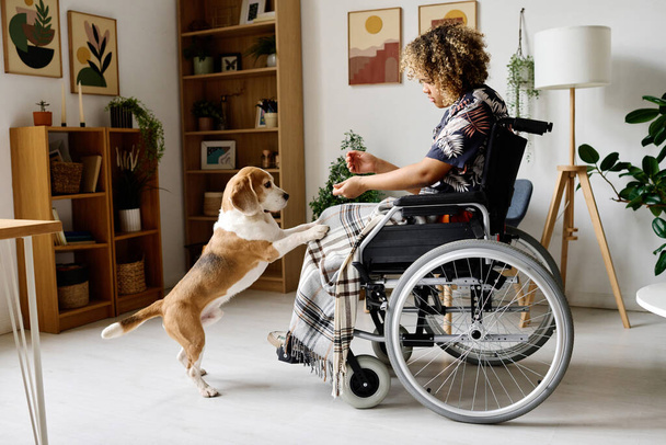 Afrikanerin mit Behinderung sitzt im Rollstuhl und spielt mit ihrem Hund im Wohnzimmer - Foto, Bild