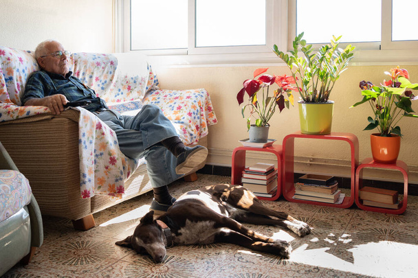 пенсіонер на дивані дивиться телевізор з собакою на ногах, літній чоловік вдома сам з собачим другом і телевізійним пультом в руці. Дуже світлий будинок
 - Фото, зображення