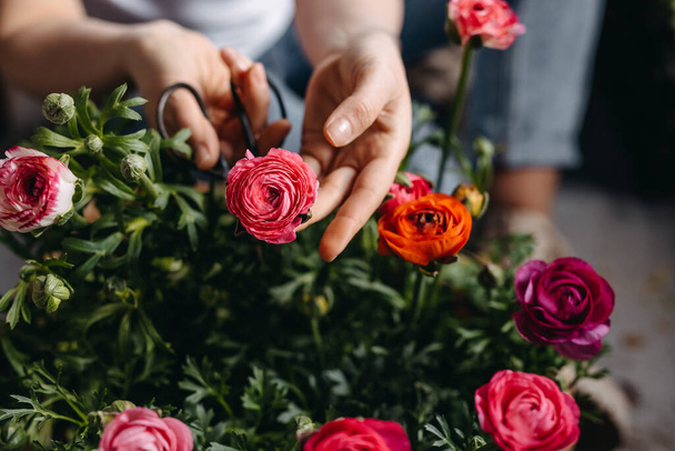 Флорист працює в квітковому магазині. Жінка доглядає за рожевими квітами рунункулів, використовуючи металеві ножиці, крупним планом
. - Фото, зображення