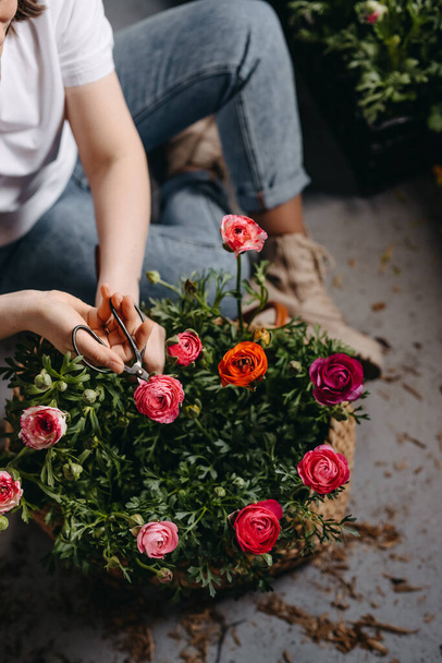 Kwiaciarnia pracuje w kwiaciarni. Kobieta dbająca o różowe kwiaty ranunculus, przy użyciu nożyczek metalicznych, zbliżenie. - Zdjęcie, obraz