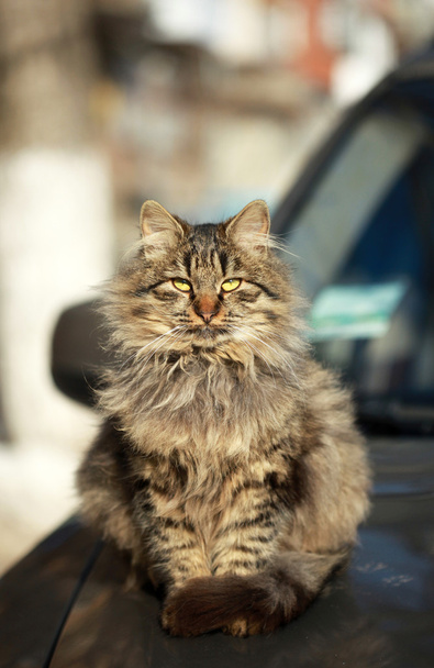 Lindo gato en coche
 - Foto, Imagen