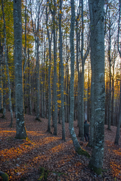 Trunks of holms at sunset, autumn, casentinesi forests, Tuscany, - Photo, Image