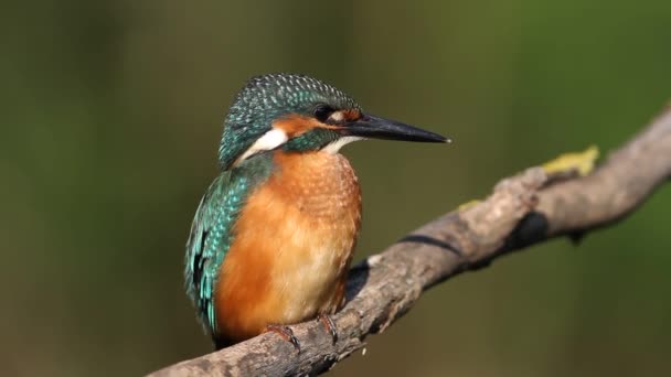 Common kingfisher, Alcedo atthis. A young male bird sits on a branch, belching a lump - Footage, Video