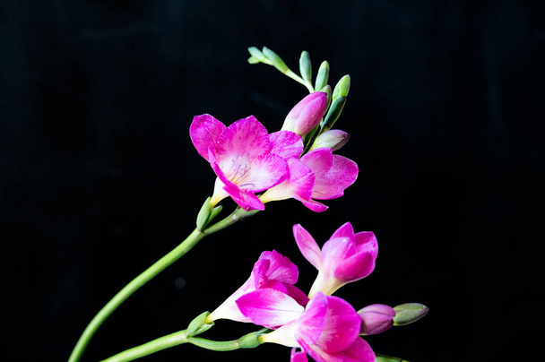 beautiful pink orchid on black background - Photo, Image