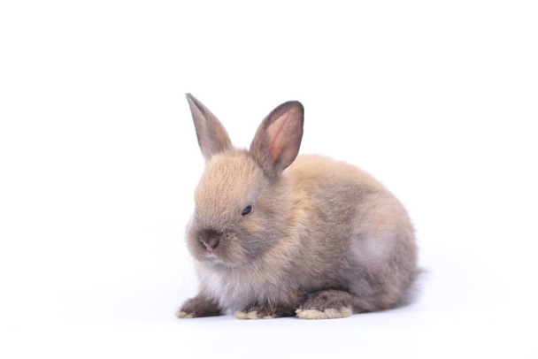 Милый кролик на белом фоне весной. Молодой очаровательный кролик играет и двигается. Прекрасное животное с длинными ушами на Пасху. - Фото, изображение