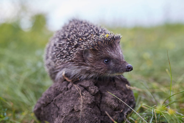 Eedgehog Scientific name: Erinaceus Europaeus close up of a wild, native, European hedgehog, facing right in natural garden habitat on green grass lawn. Горизонтально. Место для копирования. - Фото, изображение