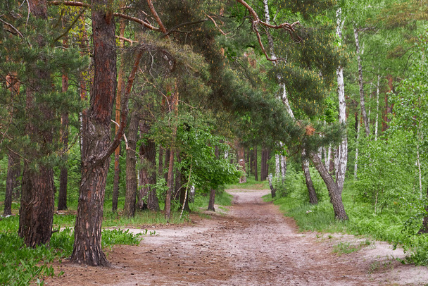 Летний вид на сосновый лес в Швеции с прогулочной дорожкой и ростками голубики, покрывающими лесное полотно - Фото, изображение