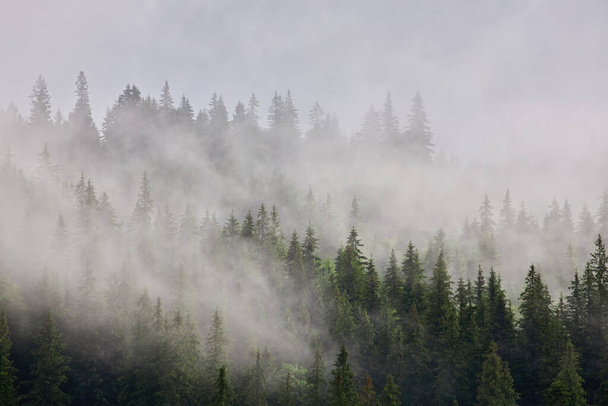 ヒップスターヴィンテージレトロスタイルのモミの森と霧の風景 - 写真・画像