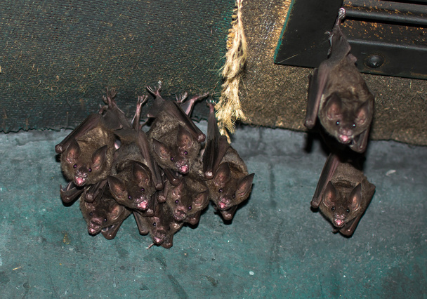 Ομάδα από μικρές νυχτερίδες - Φωτογραφία, εικόνα