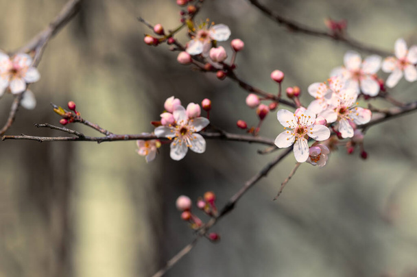 beautiful spring flowers blossom, nature background - 写真・画像