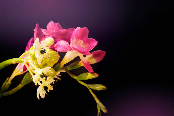 όμορφη ροζ ορχιδέα και μικροσκοπικά λευκά λουλούδια σε μαύρο φόντο - Φωτογραφία, εικόνα