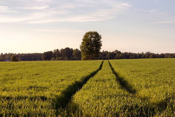 Ein Feld aus grünem Gras mit Bäumen im Hintergrund - Foto, Bild