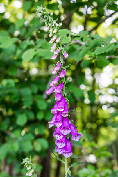 Purple foxglove flower at the edge of a path in the Andaine Forest - Photo, Image