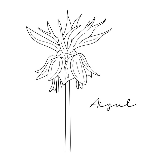 wektor ilustracja piękny botaniczny tło Aigul kwiat szkic - Wektor, obraz