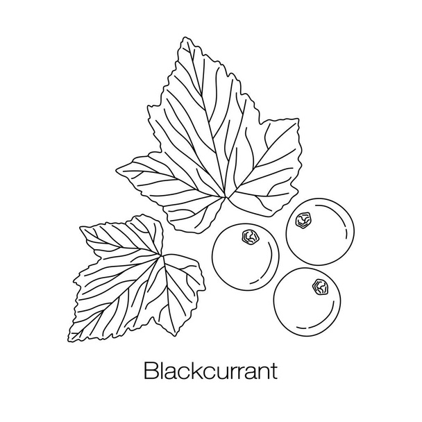 black and white vector illustration of hand-drawn cartoon Blackcurrant - Vektori, kuva