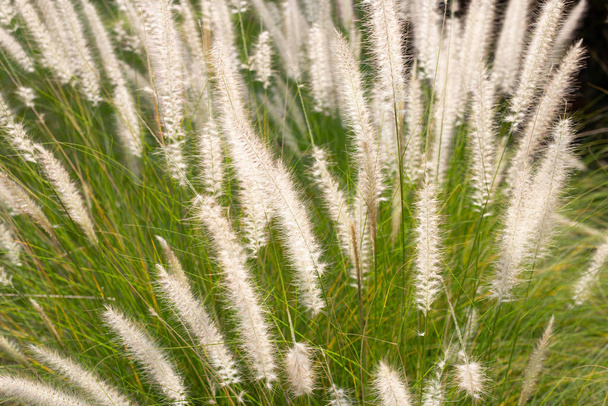 Fontána trávy nebo pennisetum alopecuroides - Fotografie, Obrázek