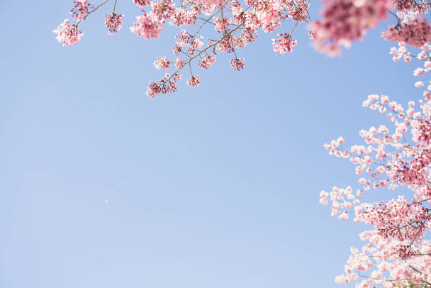 Cingjing Çiftliği, Nantou Bölgesi, Tayvan 'da mavi gökyüzü olan pembe kiraz çiçekleri. - Fotoğraf, Görsel