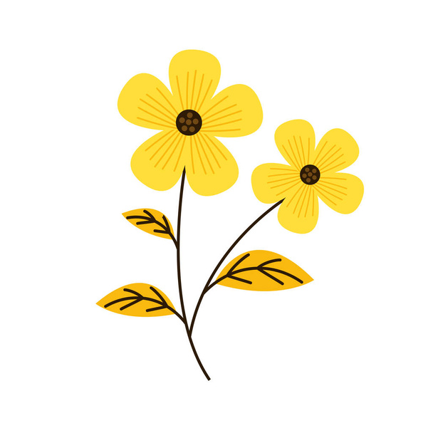 Mimosa vetor de flores. ilustração isolada sobre fundo branco. Flor amarela. - Vetor, Imagem