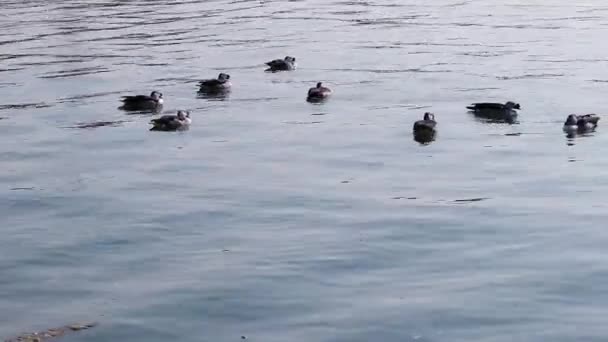 trekvogels zwemmen in het meerwater vanuit een vlakke hoek - Video