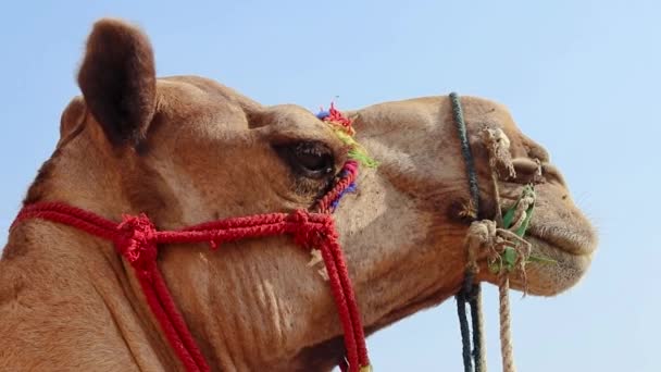 ізольована верблюжа голова, знята крупним планом з яскравим фоном неба
 - Кадри, відео