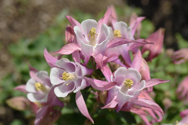 Květy Aquilegia vulgaris. Rostliny čeledi Ranunculaceae. Období rozkvětu je od května do června. - Fotografie, Obrázek