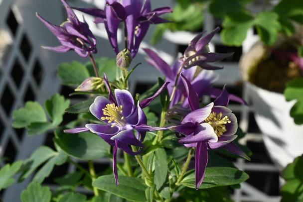 Λουλουδάκια Aquilegia vulgaris. Πολυετή φυτά Ranunculaceae. Περίοδος ανθοφορίας είναι από Μάιο έως Ιούνιο. - Φωτογραφία, εικόνα