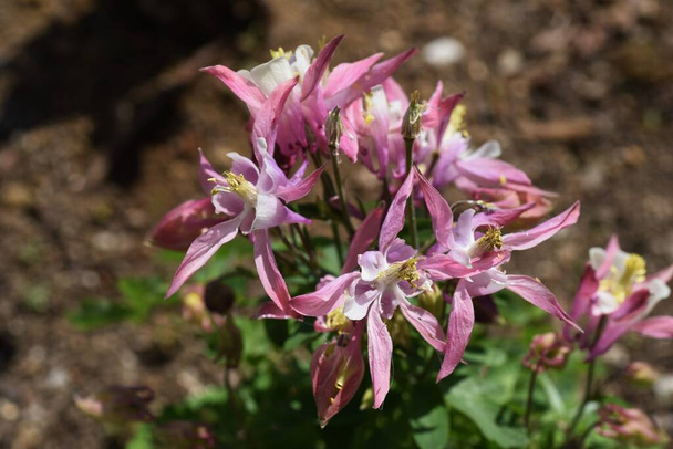 Aquilegia vulgaris flores. Ranunculaceae perennial plants. La temporada de floración es de mayo a junio. - Foto, imagen