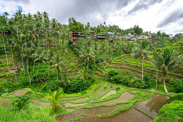 panoramiczny widok na pole tarasu ryżowego w Bali, Indonezja - Zdjęcie, obraz