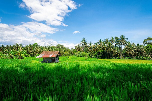 vista panorâmica do campo terraço arroz em bali, indonésia - Foto, Imagem