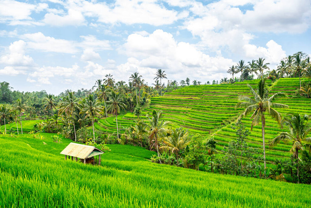 vista panoramica sul campo della terrazza di riso a bali, indonesia - Foto, immagini