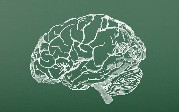 Schemat ludzkiego mózgu vintage dla edukacji lub nauki. Szczegółowa typografia mapy umysłu z ludzkim mózgiem podzielona na sektory fizjologiczne. Rysunek kredy na tle tablicy.  - Zdjęcie, obraz