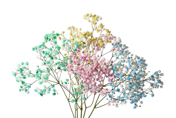 Beautiful colorful gypsophila flowers on white background - Foto, imagen