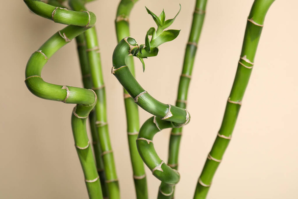 Beautiful green bamboo stems on beige background - Foto, afbeelding