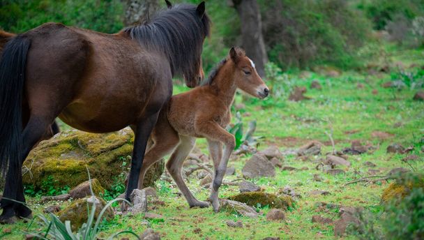 Giara paarden grazen in hun natuurlijke omgeving, Giara di Gesturi, Zuid Sardinië - Foto, afbeelding