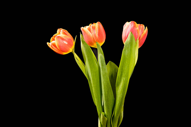 several tulips on a plain background - black or other - Zdjęcie, obraz