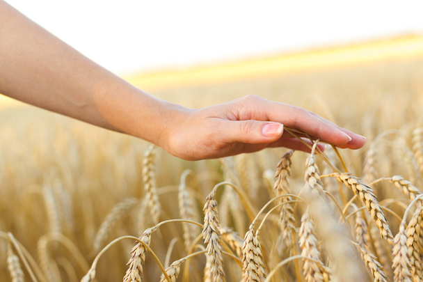 Woman hand touching wheat - Фото, изображение