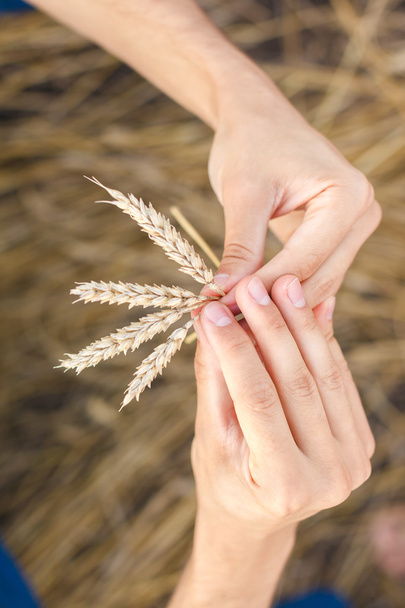 homem mão tocando trigo
 - Foto, Imagem
