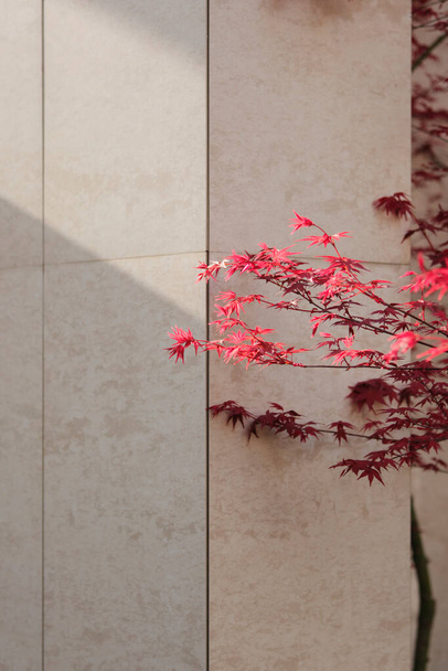 κόκκινα φύλλα σφενδάμου στον τοίχο - Φωτογραφία, εικόνα