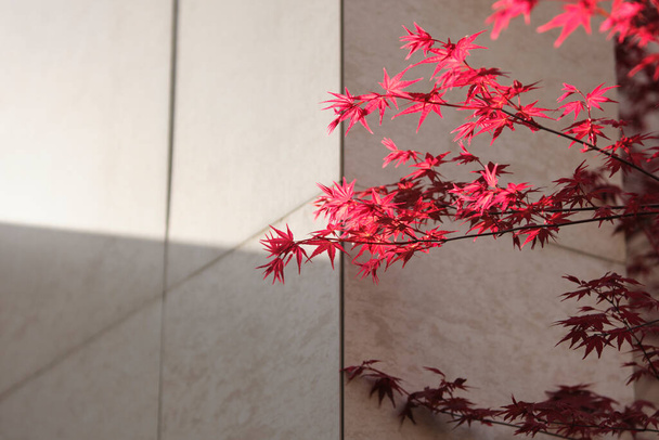 feuilles d'érable rouge sur le mur - Photo, image